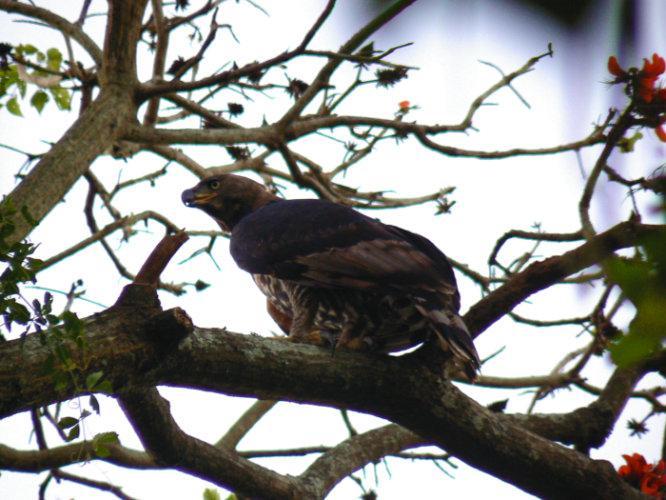 Loerie Hide Bed & Breakfast East London Eksteriør bilde